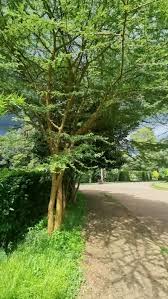 Image result for Acacia kirkii