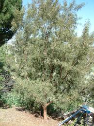 Image result for Searsia lancea