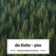 Der Nadelbaum In Unserem Garten Ist Eine Kiefer The Conifer In Our Garden Is A Pine Learn German Learn German Online Word Of The Day