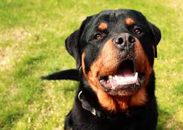 Check spelling or type a new query. Rottweiler Sri Lanka Home Facebook