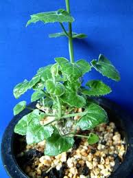 Image result for Corallocarpus bainesii