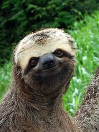 Pin By Sherry Vicksell On Cute Sloth Pictures Cute Animals Sloth Funny Animals