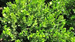 3 feet tall and wide; Golden Dream Boxwood 3 Gallon Stratford Landscape Supply Your Local Garden Center And Nursery