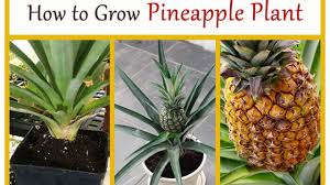 Diseases of pineapple are associated with fungi, bacteria, nematodes and viruses. How To Grow Pineapple Plant Home Gardeners