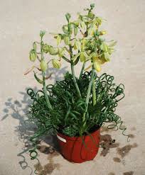 We did not find results for: Albuca Spiralis Frizzle Sizzle Got To Love The Curly Leaves Plants Easy To Grow Houseplants Planting Succulents
