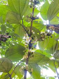 Image result for Bellucia