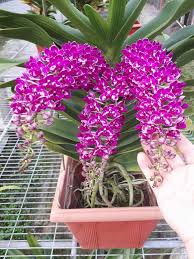 Image result for Mystacidium tanganyikense