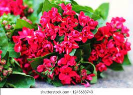 Bouvardia Flower Key Best Flower Wallpaper