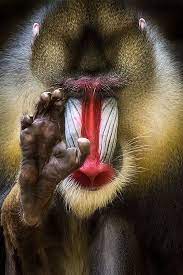 I Bless This Women Who Reading This Bless Her Heart And Fill It With Your Wisdom And Love I Believe Something Lovable Animals Animal Photo Animal Photography