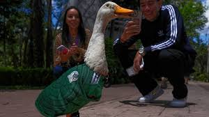 Merlin, the Duck in a Mexico World Cup Team Jersey, Finds Unexpected Fame