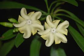 Image result for Schizozygia coffaeoides