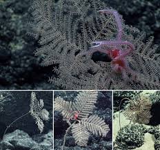 Image result for Elatostema welwitschii