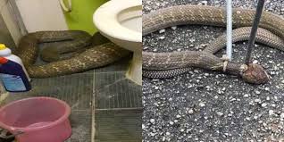 Jangan tiru aksi bahaya ini. Ular Tedung Sepanjang 5 Meter Ditemui Dalam Tandas Hostel