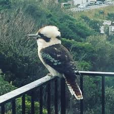Bird That Sounds Like A Monkey Australia Instagram Photo By Ramona Diaz Sanchez May 31 2016 At 9 38pm Utc Bald Eagle Sounds Like Instagram Posts