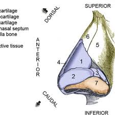The nose is a complex structure made up of bone, cartilage, soft tissue and hard tissue. 3 Lateral View Of The External Nose Showing The Cartilage And Bone Download Scientific Diagram
