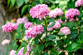 Maybe you would like to learn more about one of these? How To Grow And Care For Bloomstruck Hydrangea Plants