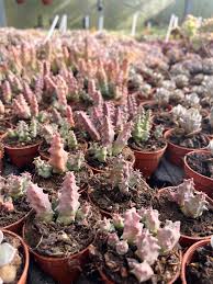 Image result for Orbea melanantha