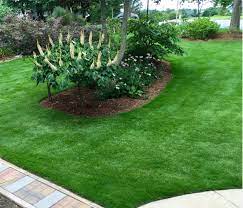 Some prices for lawn turf may be: Zoysiagrass Home Garden Information Center
