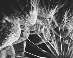 Abstract Black And White Macro Photography Black White Wall Art Abstract Macro Photography Nature Wall Art Living Room Decor Dande Black And White Wall Art Macro Photography Abstract Nature Wall Art