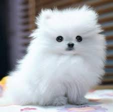 funny white adorable animals pics funny pictures cok sirin hayvanlar hayvan bebekler pomeranian yavrusu