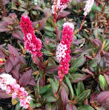 Image result for Persicaria