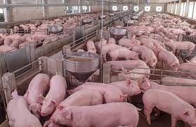 Growing Finishing Pig Feed Formulations Feed Strategy