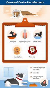 But where did the infection even come from, and how do you stop another from for dogs, inhaled allergies can be manifested as skin problems. Dog Ear Infections Types Causes Treatment Canna Pet