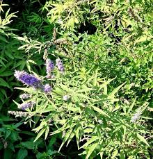 Image result for Vitex sp. A