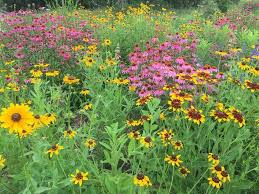 Flower of the month delivery Wildflowers Growing Wildflowers In Your Garden Regional Lists The Old Farmer S Almanac