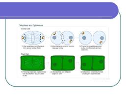 In plant cell division of cytoplasm occurs by. Cell Division Mitosis Ppt Download
