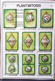 Mitosis is the process of nuclear division, whereby duplicated dna molecules are arranged into two separate nuclei. 13 Best Cell Cycle Images Cell Cycle Mitosis Ati Teas