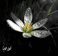خلفيات تويتر طبيعية حلوة صور قطرات الندى لتويتر اجمل الصور على تويتر 215 nature fairy tales fairy land