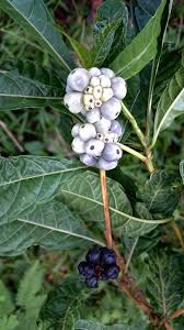 Image result for Morinda angolensis