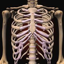 Rib pain or pain in the chest wall that feels like it comes from a rib may be caused by traumatic injury, muscle strain, joint inflammation, or chronic pain, and ranges in severity. Female Rib Cage And Spine Photograph By Hank Grebe