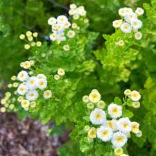 Image result for Feverfew