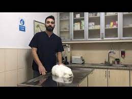 kedi ve kopeklerde tuy dokulmesine kesin cozum mutlaka izleyin youtube 2021 kedi kopek tarifler