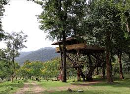 Masinagudi Accommodation Tree House And Cottages Jungle Resort Innthewild Jungle Resort Tree House Resort