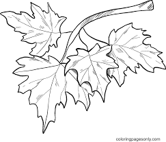 There are two icons above the free fall leaves coloring page. Fall Leaves On A Branch Coloring Pages Autumn Leaves Coloring Pages Coloring Pages For Kids And Adults