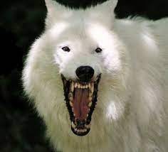 Pin By Sheri Lynn On Foxes And Wolves Albino Polar Bear Husky