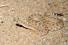 The Art Of Manliness Guide To Snakes Part 1 Know Thine Enemy Snake Types Of Snake Desert Animals