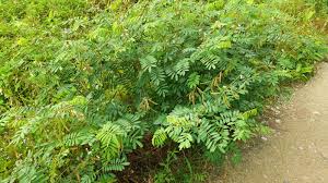 Image result for Indigofera mendonçae