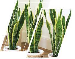 Maybe you would like to learn more about one of these? 10 Hardy Houseplants That Will Survive The Winter Cold