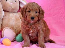 Goldendoodle Miniature Puppy For Sale In Mount Joy Pa Adn 71054 On Puppyfinder Com Gende Miniature Puppies Mini Goldendoodle Puppies Goldendoodle Miniature