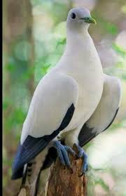 Bird With No Feathers On Head Pin De Oscar Canamero En Aves Con Imagenes Aves Exoticas Animales Aves