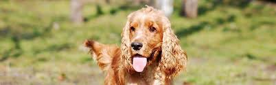 Find great deals · available anywhere · top products English Cocker Spaniel Breed Information Pet Insurance Quotes