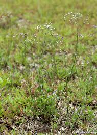 Image result for Vernonia cinerea