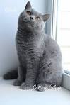 How to Tell the Difference in a Russian Blue Cat From a ...