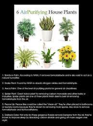 Bamboo Palm Snake Plan Areca Palm Spider Plant Peace Lily Gerbera Daisy Pflanzen Luft Reinigen Pflanzen Pflanzen Fur Zu Hause