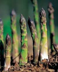 Dig the patch to a spade's depth and work in plenty of garden compost or. How To Grow Asparagus Planting Asparagus Gardener S Supply