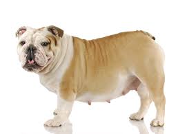 During this week, your dog's pregnancy starts to become detectable in tests that your vet can perform. 9 Vital Weeks Caring For Your Dog During Pregnancy And Whelping Simply For Dogs